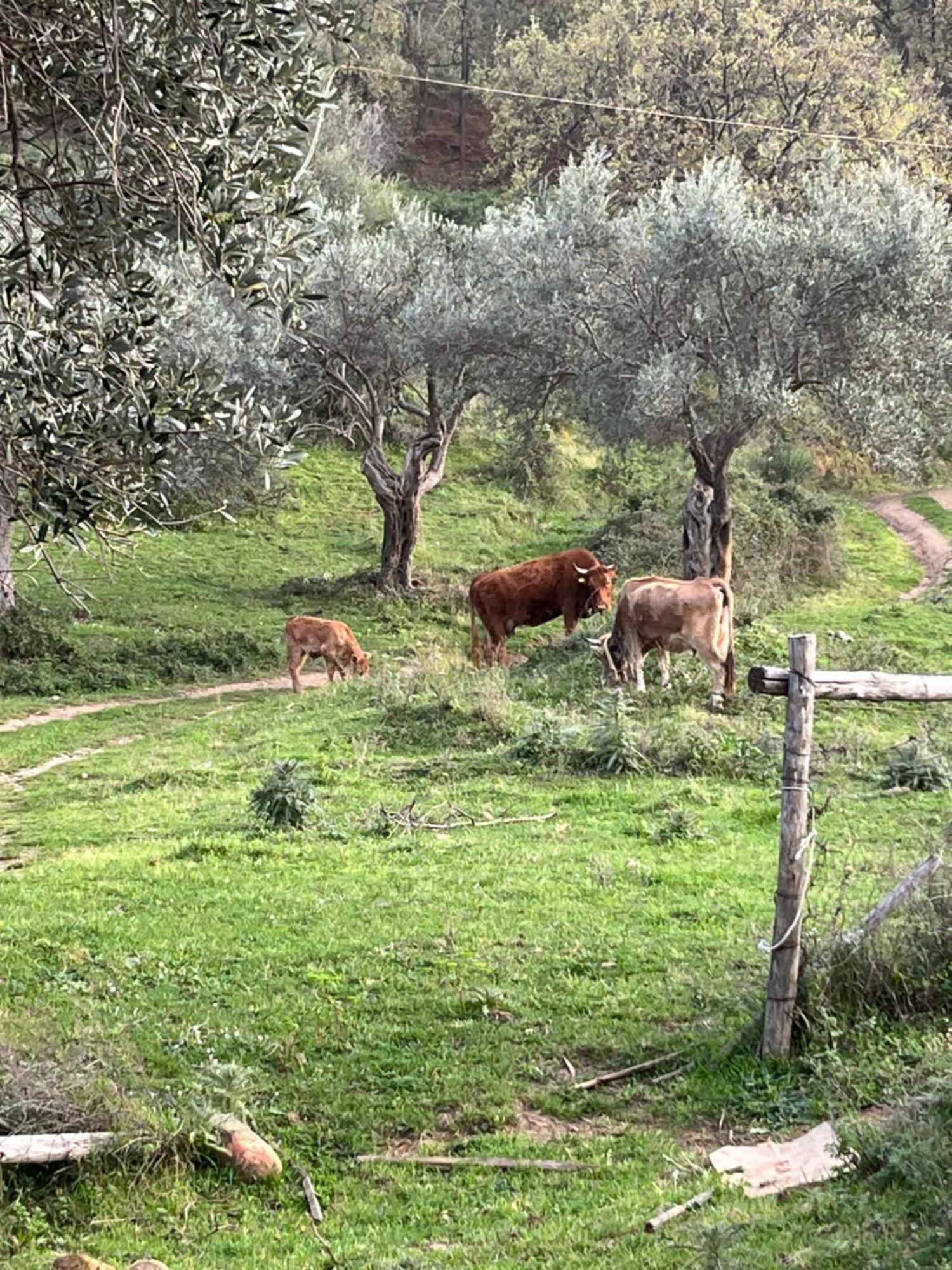 Agriturismo Serre SantʼAgata di Militello Exterior foto